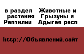  в раздел : Животные и растения » Грызуны и Рептилии . Адыгея респ.